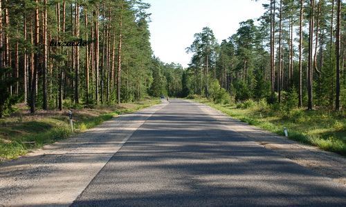 Waldweg parallel zur Via Baltica