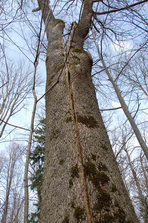 Gespaltener Baum Birzai